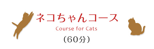 ネコちゃんコース（60分）