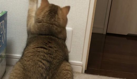 フォレくんのお家へ伺いました🐱 ♡担当シッター大島&岡本♡