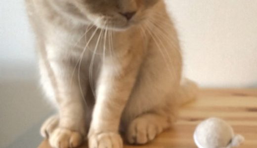 まるくんのお家に伺いました🐱 ♡担当シッター大島♡