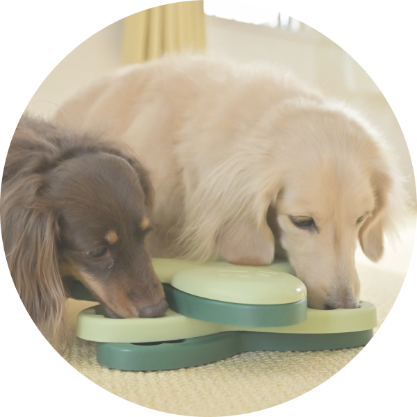 ご飯を食べる犬