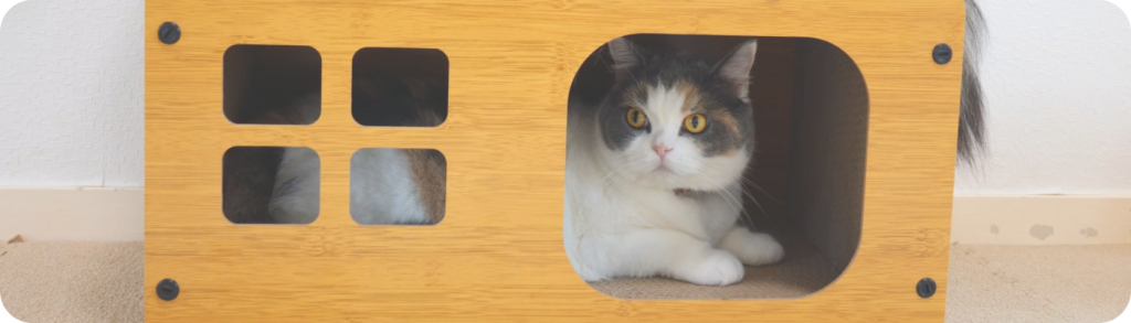 爪研ぎハウスに入る猫