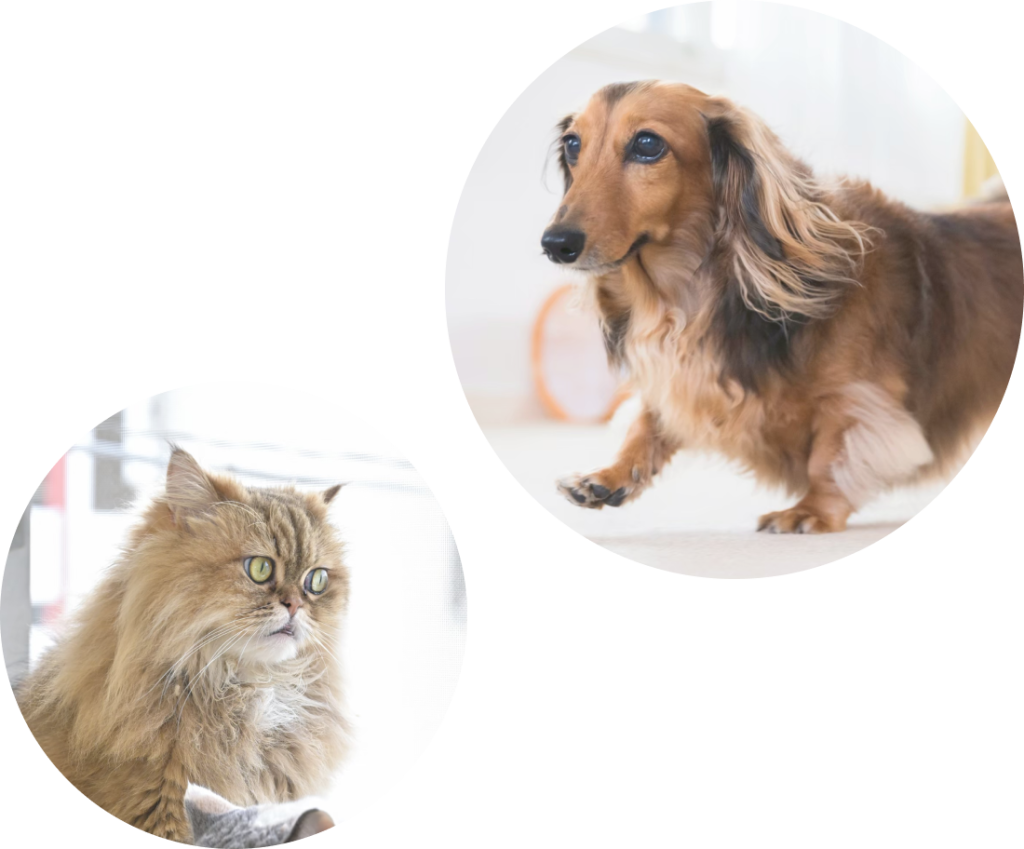 犬と猫の写真