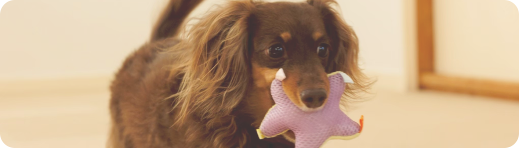 おもちゃを咥える犬