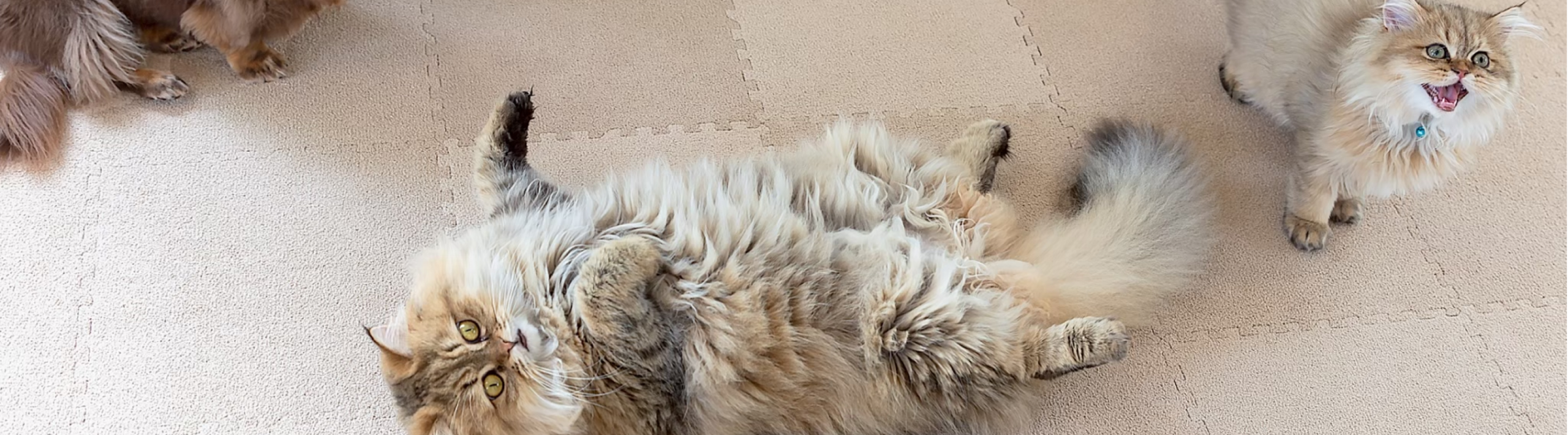 猫が寝転んでいる画像