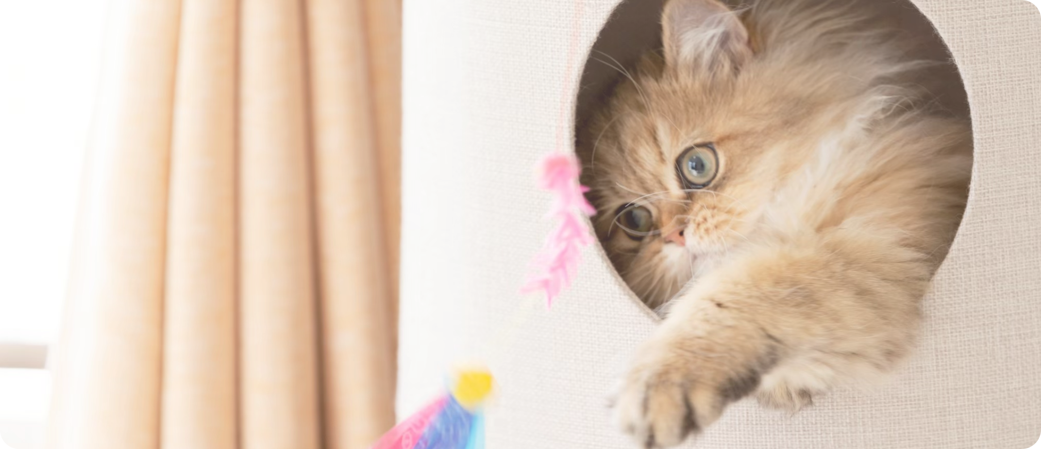 猫がおもちゃで遊んでいる写真