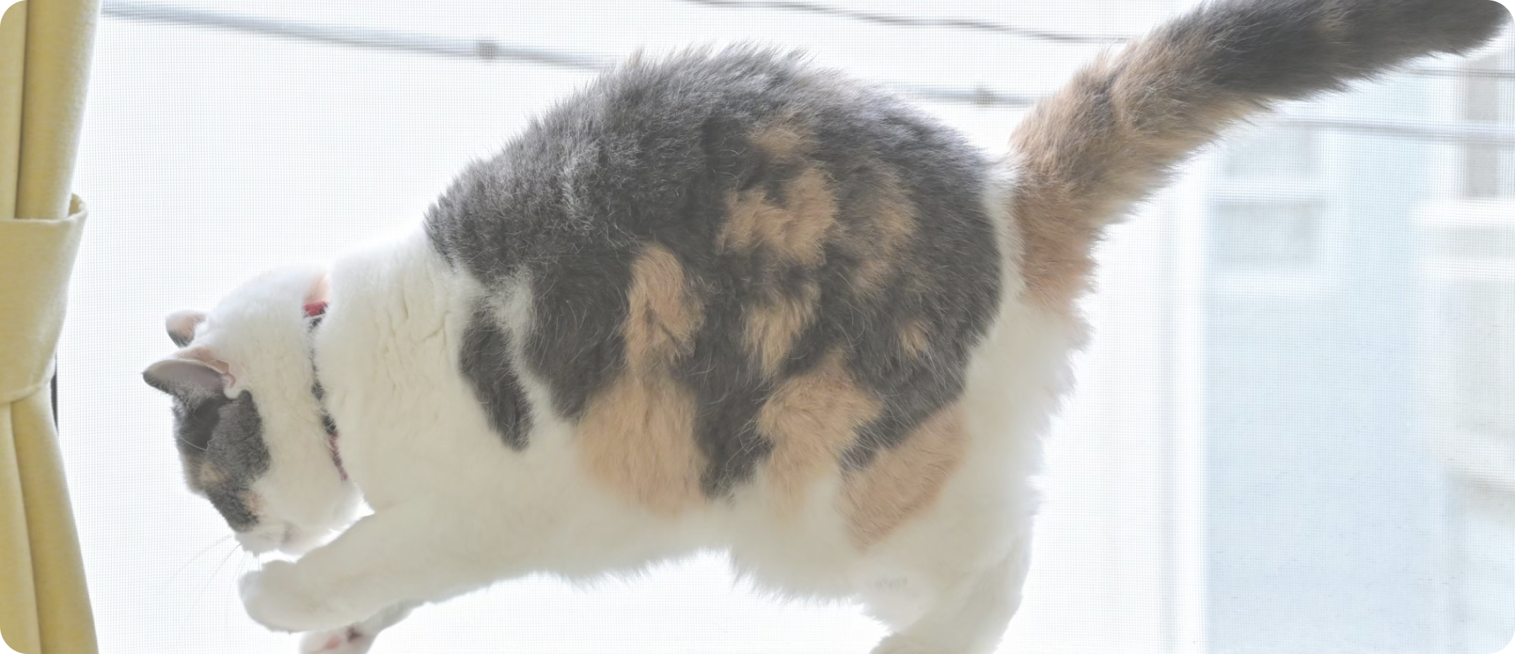 猫が毛繕いしている写真