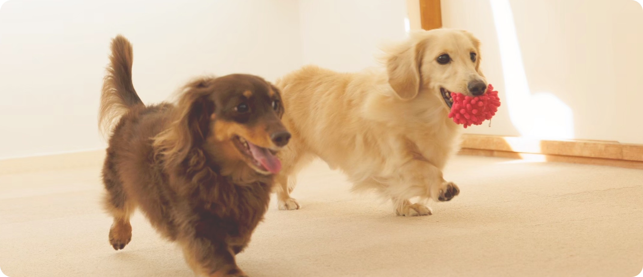 犬がおもちゃで遊んでいる写真