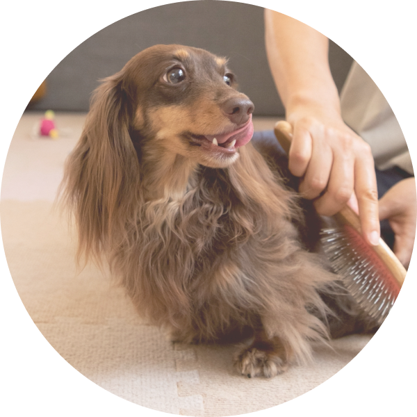 犬をブラッシングしている写真