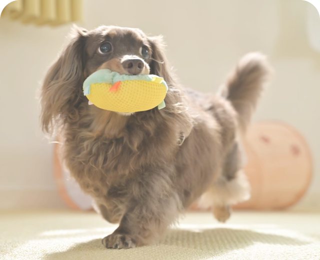 おもちゃを咥える犬