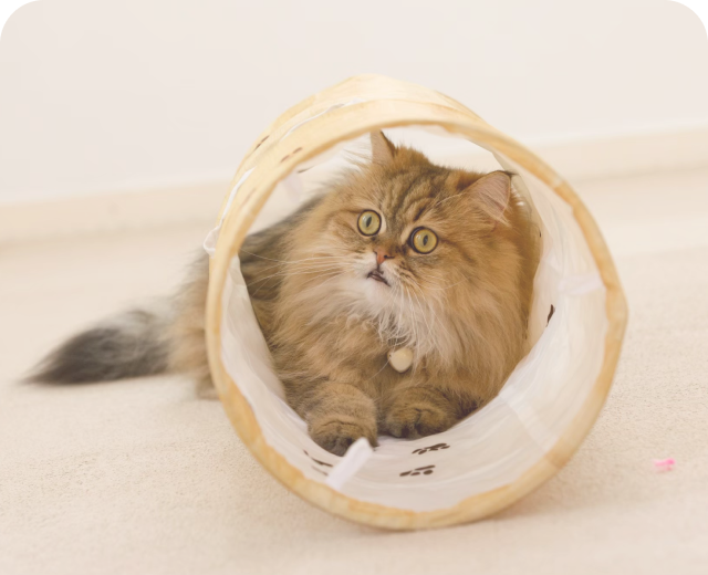 おもちゃの筒に入る猫