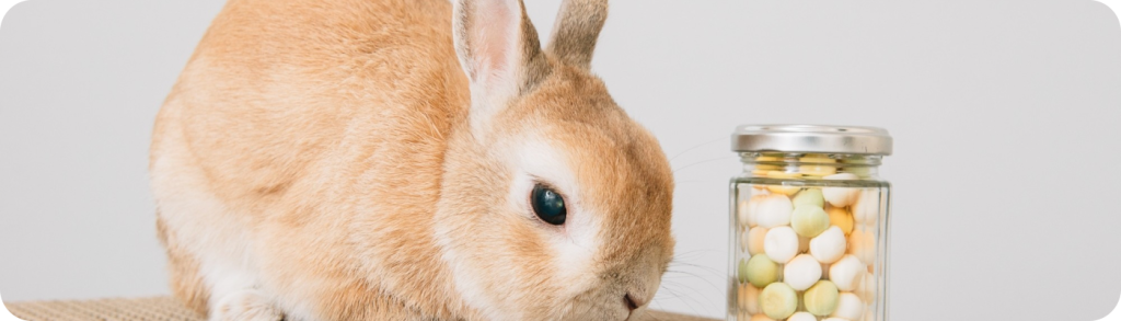 うさぎさんの写真