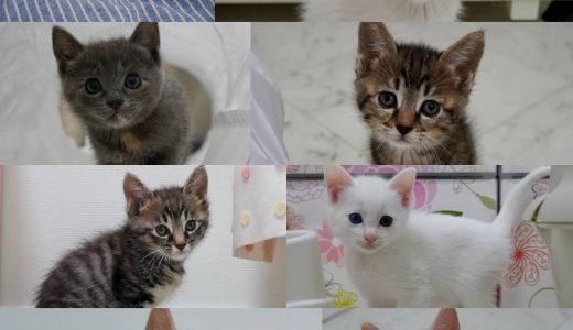 里親決定✨　4/18生まれの子猫ちゃん里親募集🏡