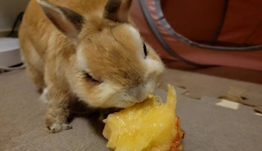 うさぎの🍊みかん　13歳8ヶ月