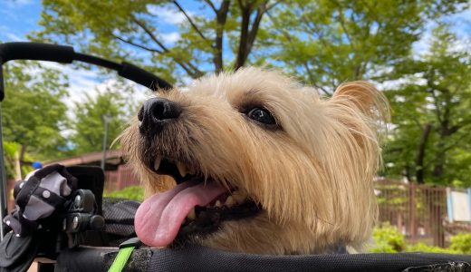 6月のエースくん散歩🐶 ♡担当シッター♡ 岡本&渡部