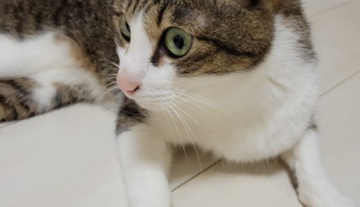 ✨お客様の声✨ ジジくん🐱