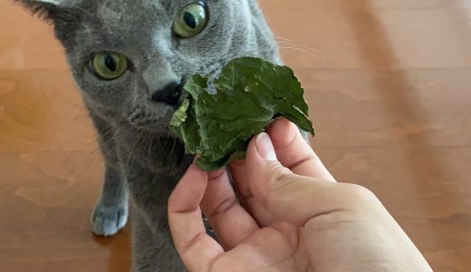 ロノちゃんのお家へ伺いました🐱 ♡担当シッター岡本♡