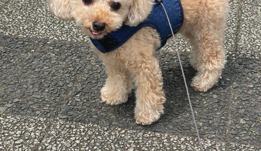 ココくんのお家へ伺いました🐶 ♡担当シッター大島♡