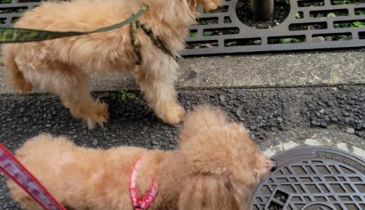 サンディちゃん&ミルキーちゃんのお家へ伺いました🐶🐶 ♡担当シッター渡部♡