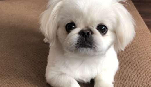 ✨お客様の声✨ぽむ丸くん🐶