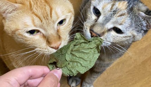 天くん＆虹ちゃんの お家へ伺いました🐱 ♡担当シッター岡本♡