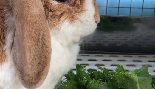 マロンちゃん&ミルクくんのお家に伺いました🐰🐰 ♡担当シッター大島♡