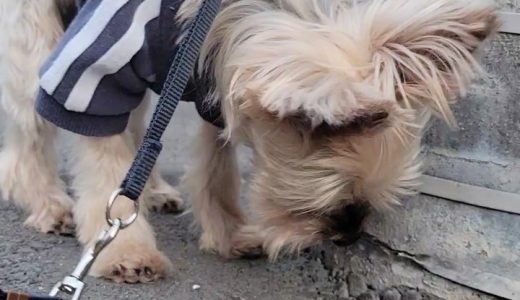 ✨お客様の声✨茶々丸くん🐶