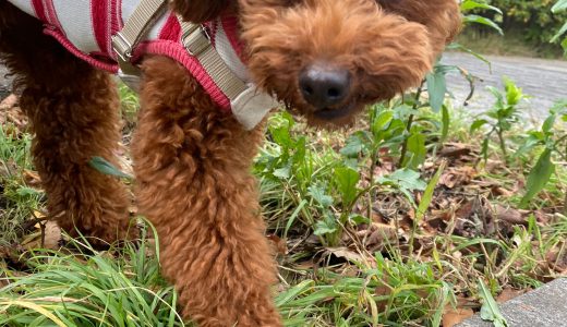 あしたちゃんのお家に伺いました🐶 ♡担当シッター大島♡