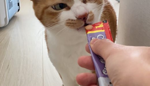 ✨お客様の声✨トチローくん🐱