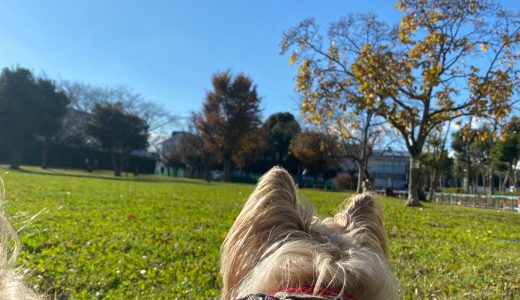 11月のお散歩エースくん🐶 ♡担当シッター 岡本＆渡部＆大島♡