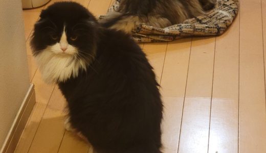 ✨お客様の声✨さくらちゃん&まりもくん🐱🐱