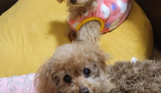 サンディちゃん&ミルキーちゃんのお家へ伺いました🐶🐶 ♡担当シッター渡部＆大島♡