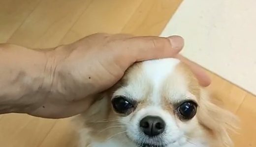 ✨お客様の声✨くるみちゃん🐶