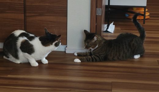 ✨お客様の声✨sookieちゃん＆Cooperくん🐱🐱